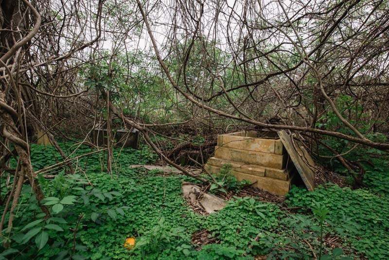 Azalea Pet Cemetery: The Cursed Land Where Dorothy Lou Thompson Was Killed