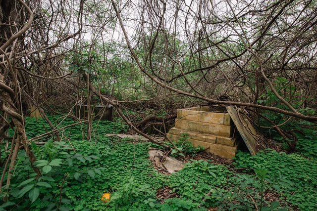 Azalea Pet Cemetery: The Cursed Land Where Dorothy Lou Thompson Was Killed