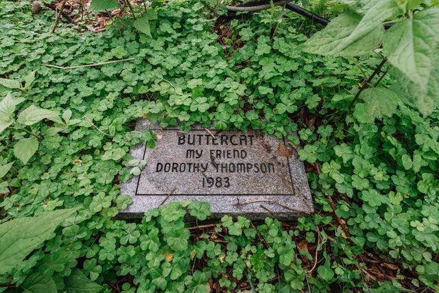 Why the Pet Cemetery Was Built on Land Locals Always Said Was Cursed
