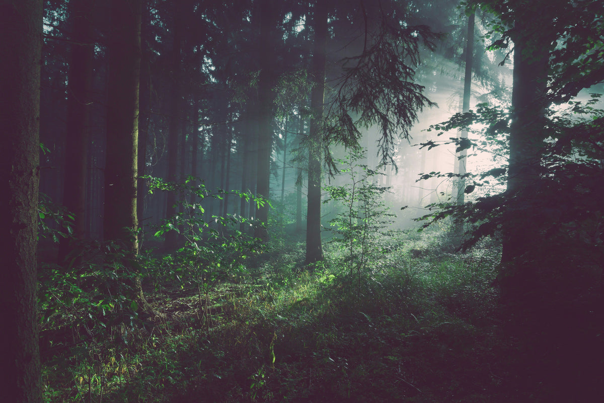 Misty forest photograph used as atmospheric illustration, not Roblox The Hollow gameplay
