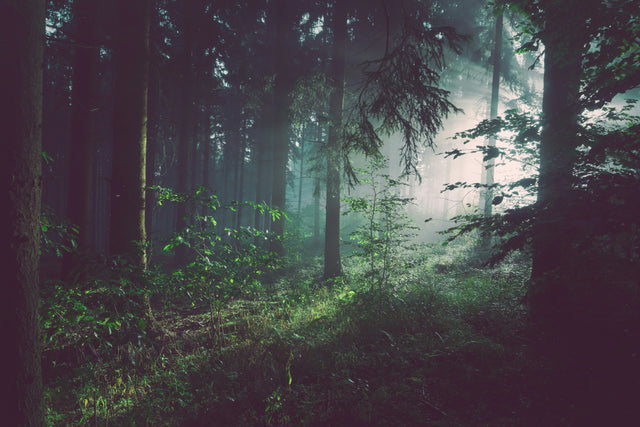 Misty forest photograph used as atmospheric illustration, not Roblox The Hollow gameplay